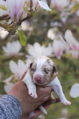 Les chiots de Berger Australien