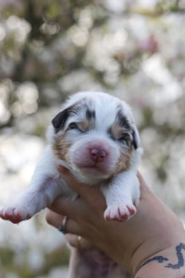 Les chiots de Berger Australien