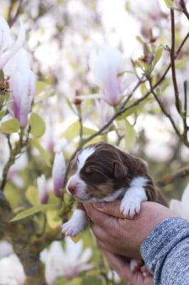 Les chiots de Berger Australien