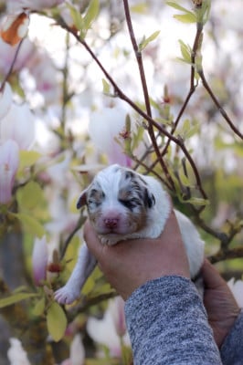 Les chiots de Berger Australien