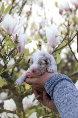 Les chiots de Berger Australien