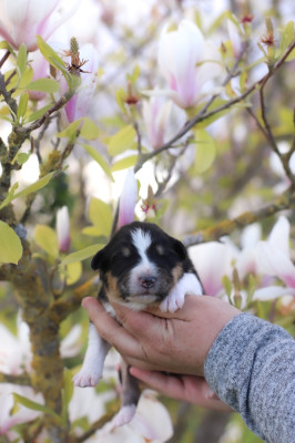 Les chiots de Berger Australien