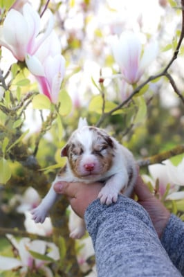 Les chiots de Berger Australien
