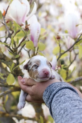 Les chiots de Berger Australien