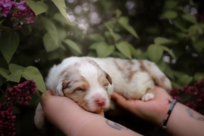 Les chiots de Berger Australien