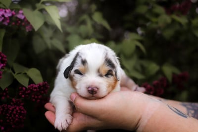 Les chiots de Berger Australien