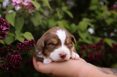 Les chiots de Berger Australien