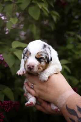 Les chiots de Berger Australien