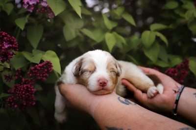 Les chiots de Berger Australien