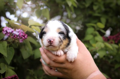 Les chiots de Berger Australien
