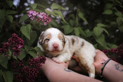 Les chiots de Berger Australien