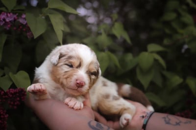 Les chiots de Berger Australien