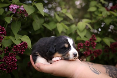 Les chiots de Berger Australien