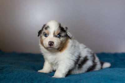 Les chiots de Berger Australien