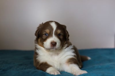 Les chiots de Berger Australien