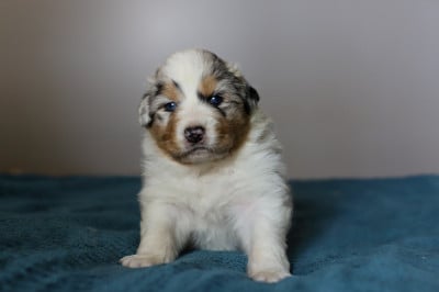Les chiots de Berger Australien
