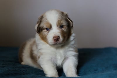 Les chiots de Berger Australien
