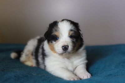Les chiots de Berger Australien
