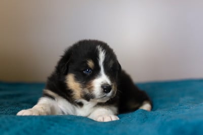 Les chiots de Berger Australien