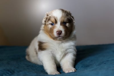 Les chiots de Berger Australien