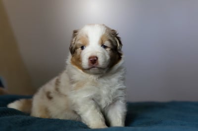 Les chiots de Berger Australien