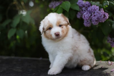 Les chiots de Berger Australien