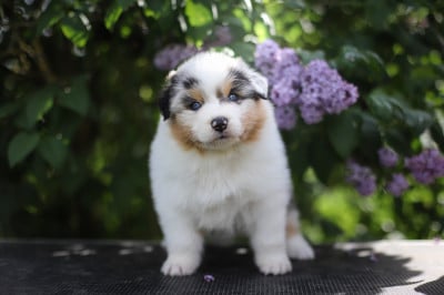 Les chiots de Berger Australien