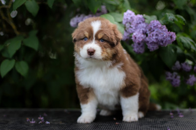 Les chiots de Berger Australien