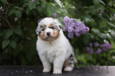 Les chiots de Berger Australien