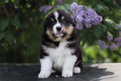 Les chiots de Berger Australien