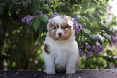 Les chiots de Berger Australien