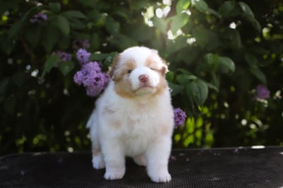 Les chiots de Berger Australien