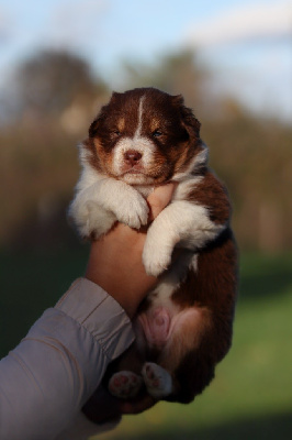 Les chiots de Berger Australien