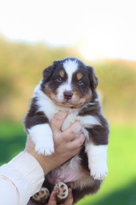 Les chiots de Berger Australien