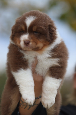 Les chiots de Berger Australien