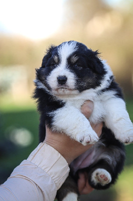 Les chiots de Berger Australien