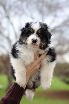 Les chiots de Berger Australien