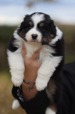 Les chiots de Berger Australien
