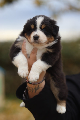 Les chiots de Berger Australien