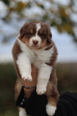 Les chiots de Berger Australien