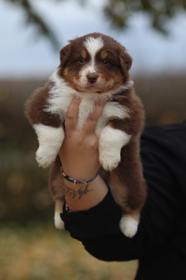 Les chiots de Berger Australien