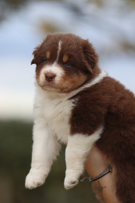Les chiots de Berger Australien