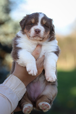 Les chiots de Berger Australien