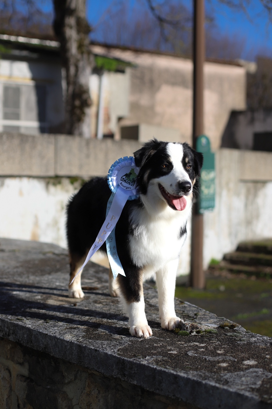 American girl Di Bellu Soniu - 2eme Très Prometteur / Classe Puppy