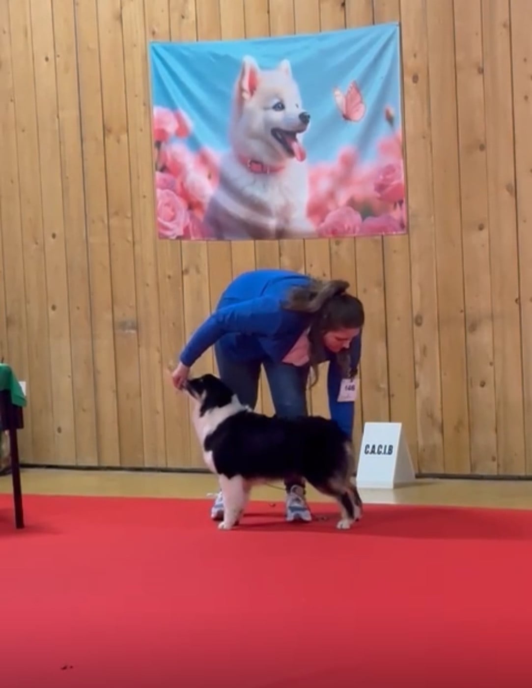 American girl Di Bellu Soniu - 2eme TRÈS PROMETTEUR / Classe Puppy