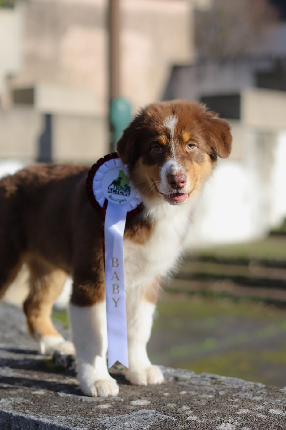 Au jour qui se rêve Of Truest Desire - 1ere TRÈS PROMETTEUR - BOS Baby / Classe baby