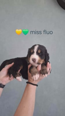 Miss Fluo - Bouvier Bernois