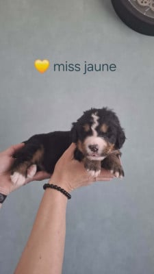 Miss Jaune - Bouvier Bernois