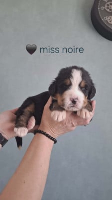 Miss noire - Bouvier Bernois