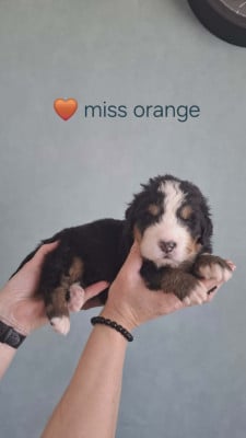 Miss orange - Bouvier Bernois